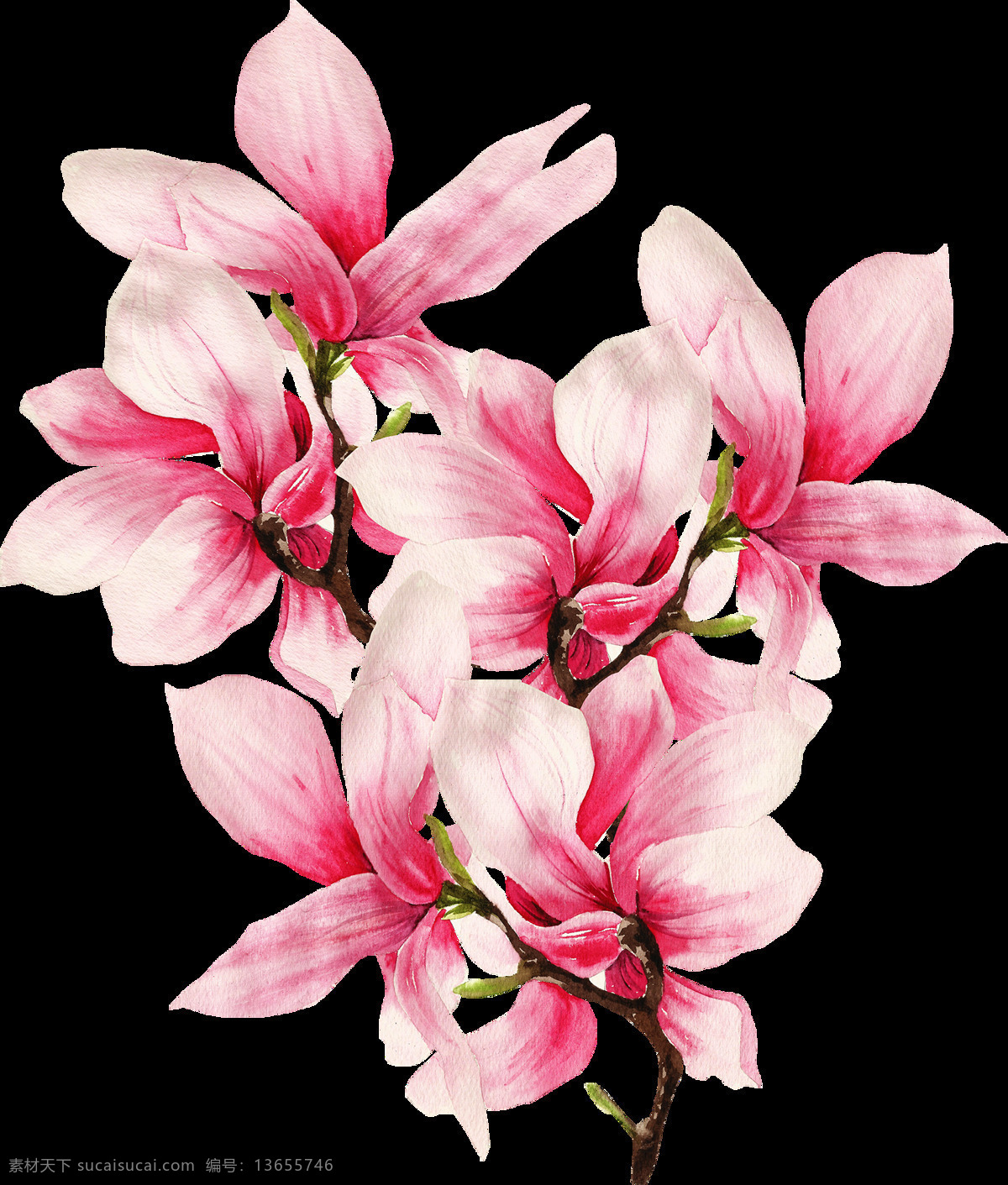 手绘 娇嫩 玉兰花 透明 逼真 分红色 花梗 免扣素材 水彩 透明素材 鲜花 装饰图案