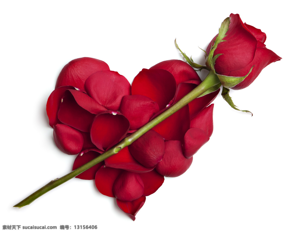 玫瑰花 素材图片 心 花瓣 情人节素材 节日素材 花朵 鲜花 浪漫 温馨 节日庆典 生活百科