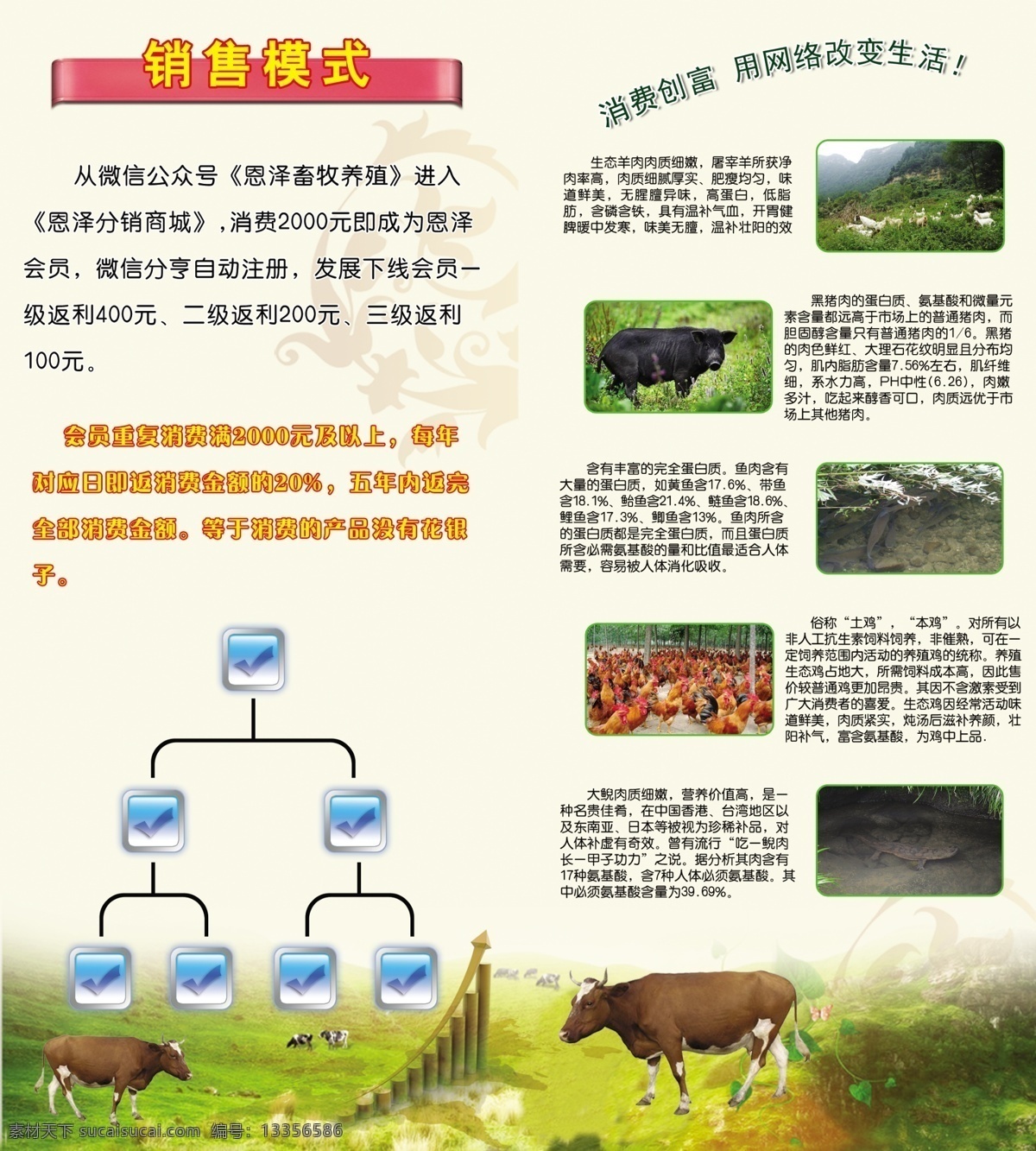 养殖业折页 牛 羊 娃娃鱼 大鲵 鱼 分销 结构图 简介 公司简介 黑猪