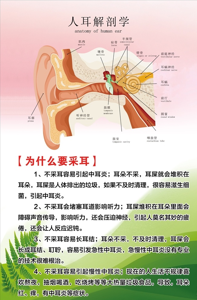 人 耳 解 刨 学 为什么 采 采耳 为什么采耳 可视采耳 采耳的好处 清理耳朵 中耳炎防治 挖耳 挖耳朵 耳屎 挖耳的好处 可视挖耳 专业采耳 无痛采耳 男士采耳 女士采耳 人耳解刨学 海报展板招贴 展板模板