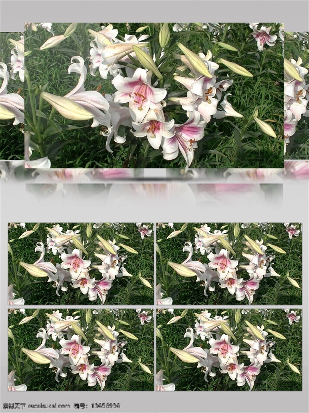 娇 不 妖艳 百合 视频 音效 盛开 花海 绿色 叶子 花苞 芬香 视频音效