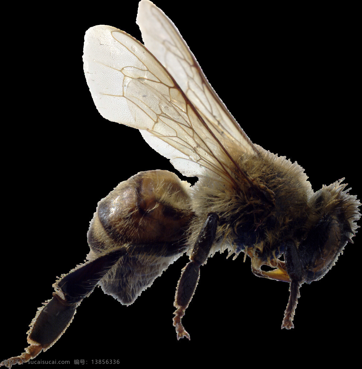 蜜蜂 免 抠 透明 图 层 大全 大图 蜜蜂简笔画 可爱蜜蜂 蜜蜂蜂王图片 蜜蜂高清图片 蜜蜂图片免抠 蜜蜂海报 蜜蜂广告图片 蜜蜂高清大图