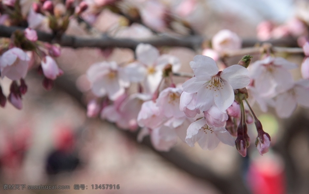 樱花八图片 樱花 粉色的花 花 花树 杏花 桃花 旅游摄影 国内旅游