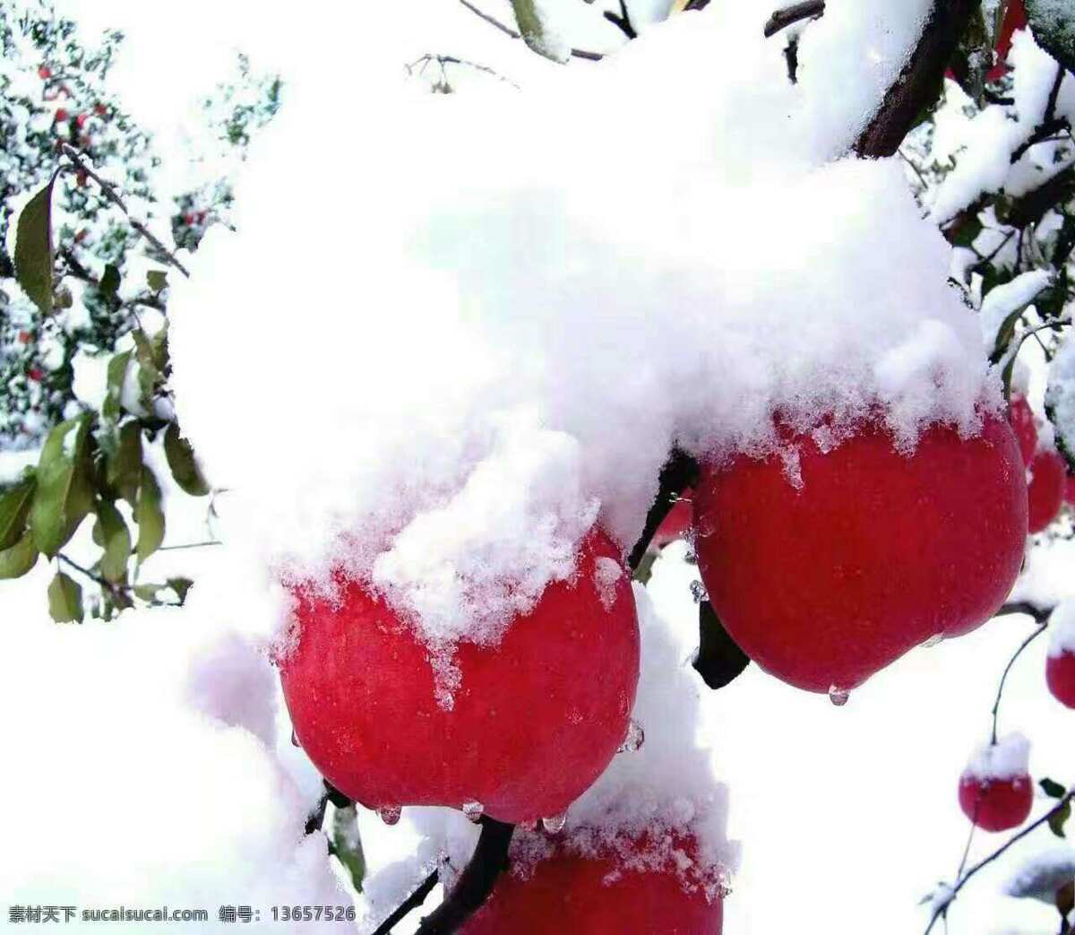 覆雪苹果 苹果 苹果树 果树 水果 套袋 有机苹果 冰糖心苹果 果园 雪后 红苹果 植物 生物世界