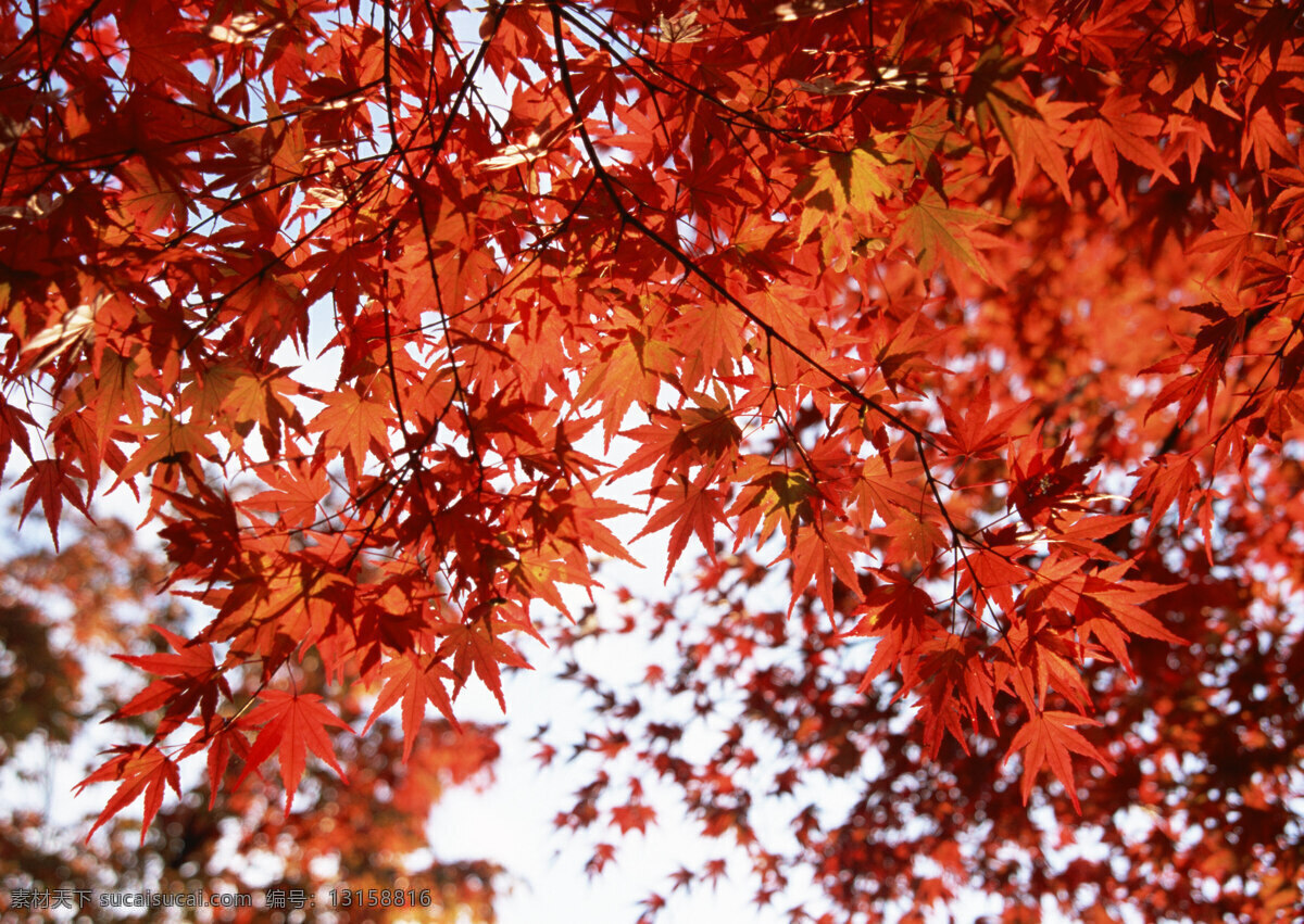 红枫叶 日本红枫叶 红叶 枫叶 秋叶 秋枫叶 枫火 小枫叶 枫树 红枫叶特写 生物世界 树木树叶