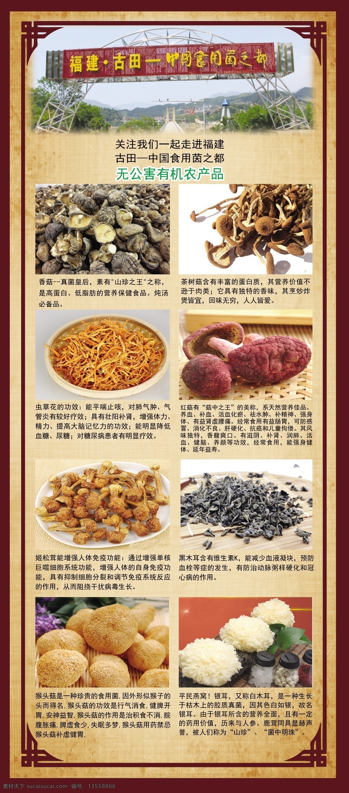 中国 食用 茵 都 蘑菇 种植养殖 食用菌 菌 茵类 有机 大棚 健康食品 烹饪 蔬菜 真菌 营养 新鲜 素食香菇 食用美食 招贴设计