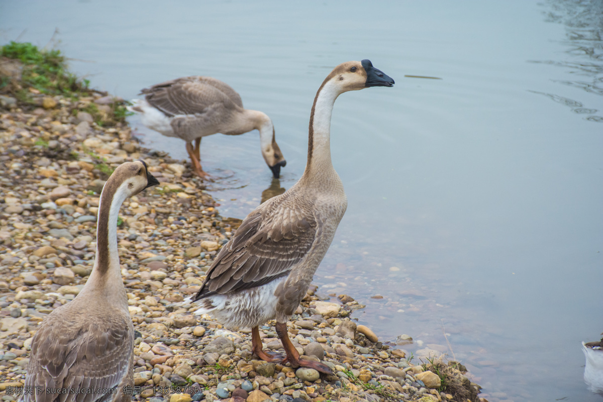 河边 站立 三 只 鸭子 家畜 生物 动物 可爱 河岸 石头 地面 风景
