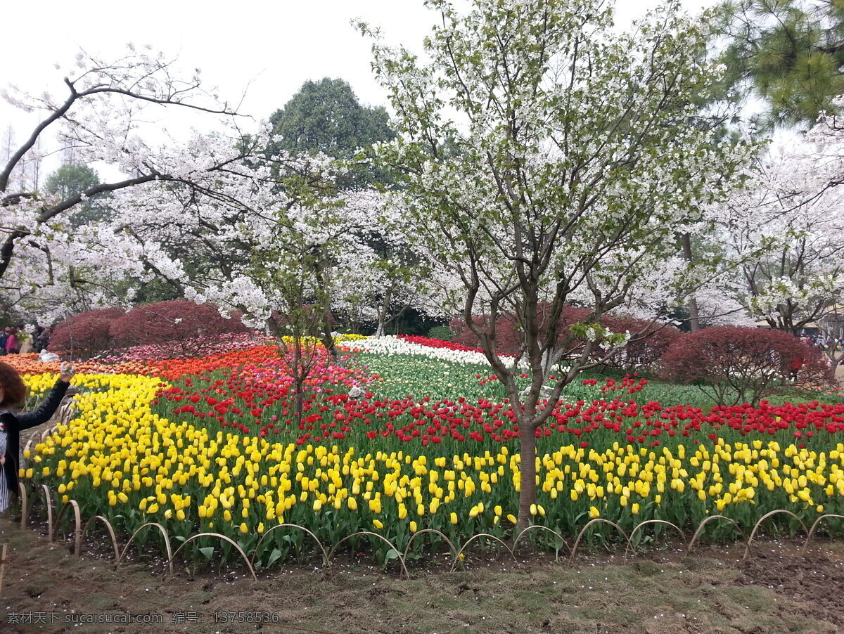 花卉免费下载 春天 杭州 花草 花带 花卉 生物世界 樱花 太子湾 郁金香