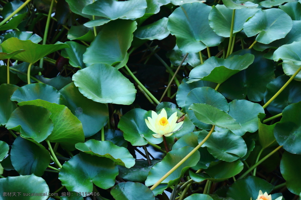 睡莲 莲花 黄色 池塘 公园 自然景观 自然风景
