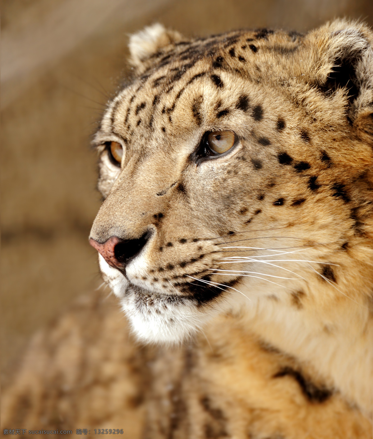 狮虎兽 野生大猫 猫科动物 动物世界 野生动物 陆地动物 生物世界 棕色
