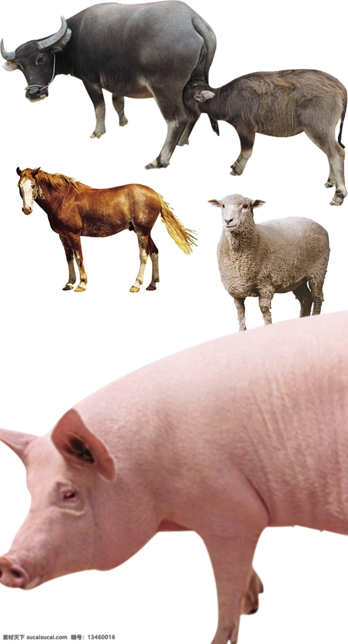 猪 牛 羊 马 动物 生物 家禽 分层