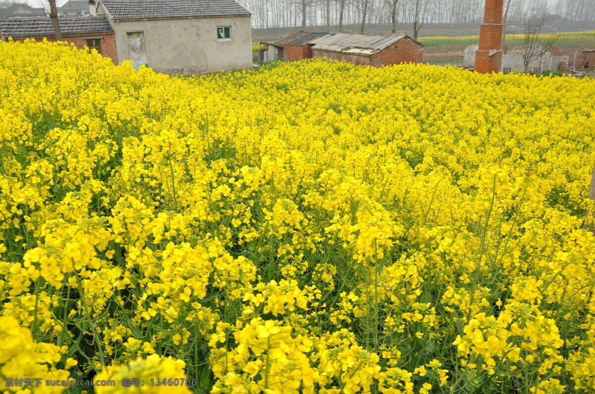春天风景 风景画 花草 花卉 生物世界 田园风光 乡村风景 油菜 田 油菜田 油菜花 春天田野 盛开油菜花 金色田野 油菜花背景 油菜花底图 季节色彩 田野风景 自然景观 psd源文件
