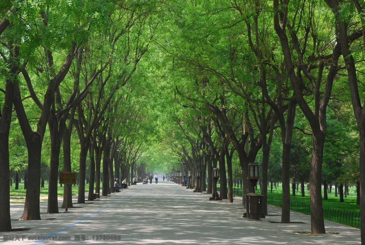 绿树成荫 校园 绿树 青春 自然风景 旅游摄影