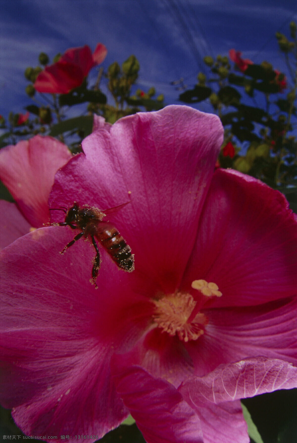 正在 采 蜜 蜜蜂 小蜜蜂 采蜜 美丽鲜花 花丛 花朵 动物世界 昆虫世界 花草树木 生态环境 生物世界 野外 自然界 自然生物 自然生态 高清图片 自然 植物 户外 红色