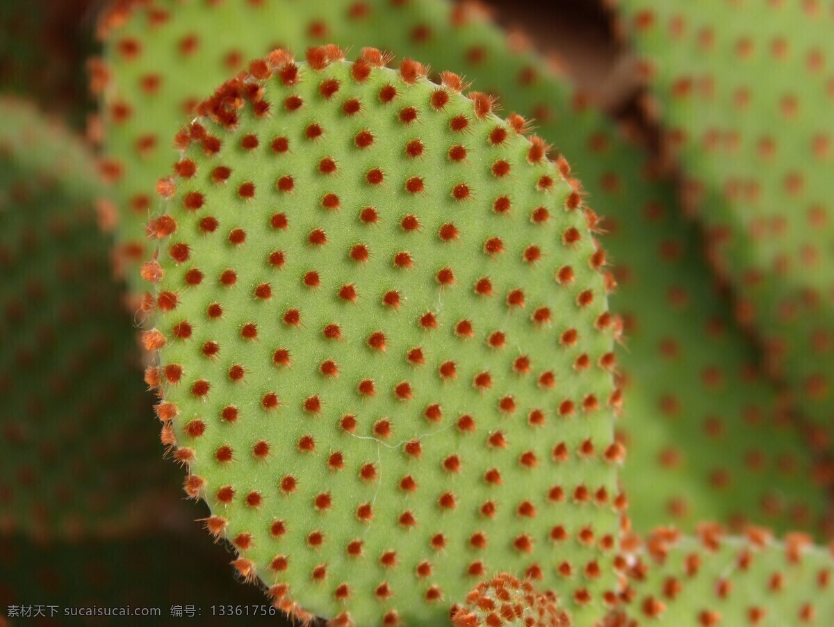 绿色 仙人掌 绿色仙人掌 沙漠植物 植物 绿色花草