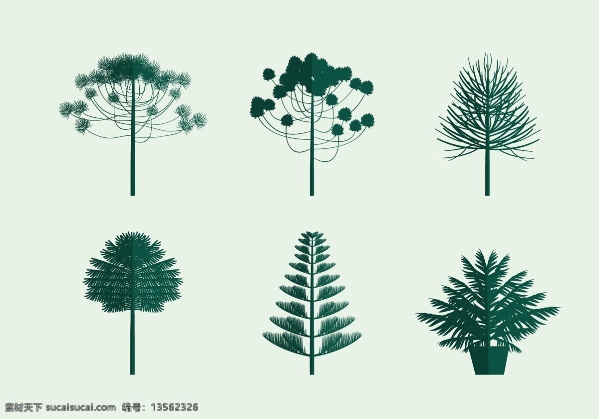 南洋杉 图标 自由 矢量 孤立 插图 背景 绿色的树 向量 植物 常绿 元 木材 集热带 离开