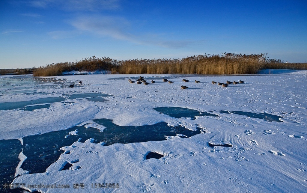 冰面上的鸿雁 扎龙 湿地 芦苇 鸿雁 蓝天 白云 大地 冰雪 鸟类 生物世界