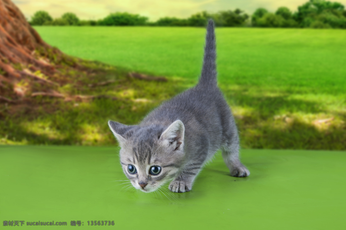 草地 上 好奇 小猫 猫咪 宠物 猫科动物 野生动物 动物世界 陆地动物 动物摄影 生物世界 绿色