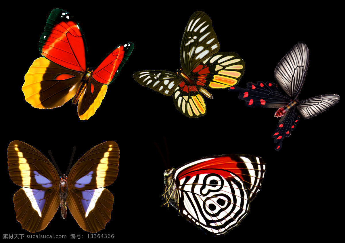 五 种 漂亮 蝴蝶 元素 植物 梁祝
