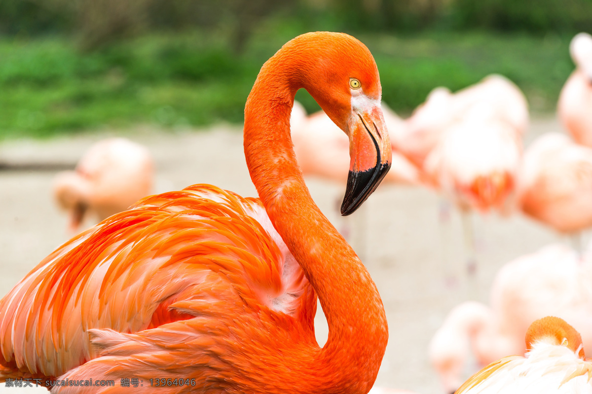 漂亮 火烈鸟 鸟类摄影 鸟类动物 动物世界 动物摄影 红鹳 空中飞鸟 生物世界