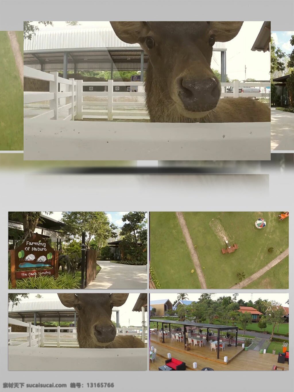 农庄 公园 动物 风景 实拍 视频 风景实拍 视频素材