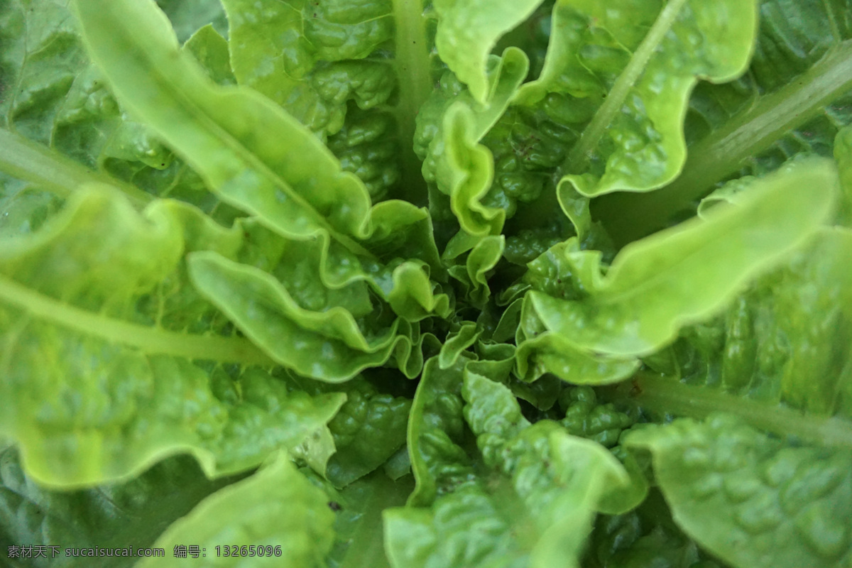 莴笋 菜心 近距 拍摄 生长规律 绿色有机 自然的力量 植物形状 蔬菜 e931 绿色 生物世界