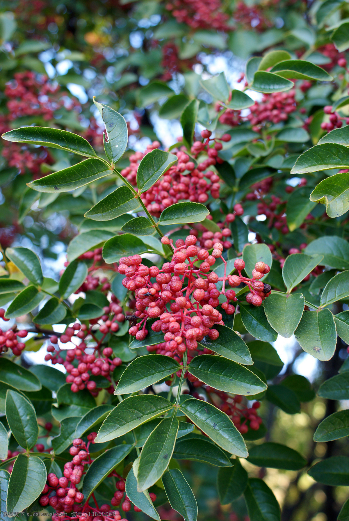 花椒图片 花椒 特产花椒 树木树叶 生物世界 其他生物