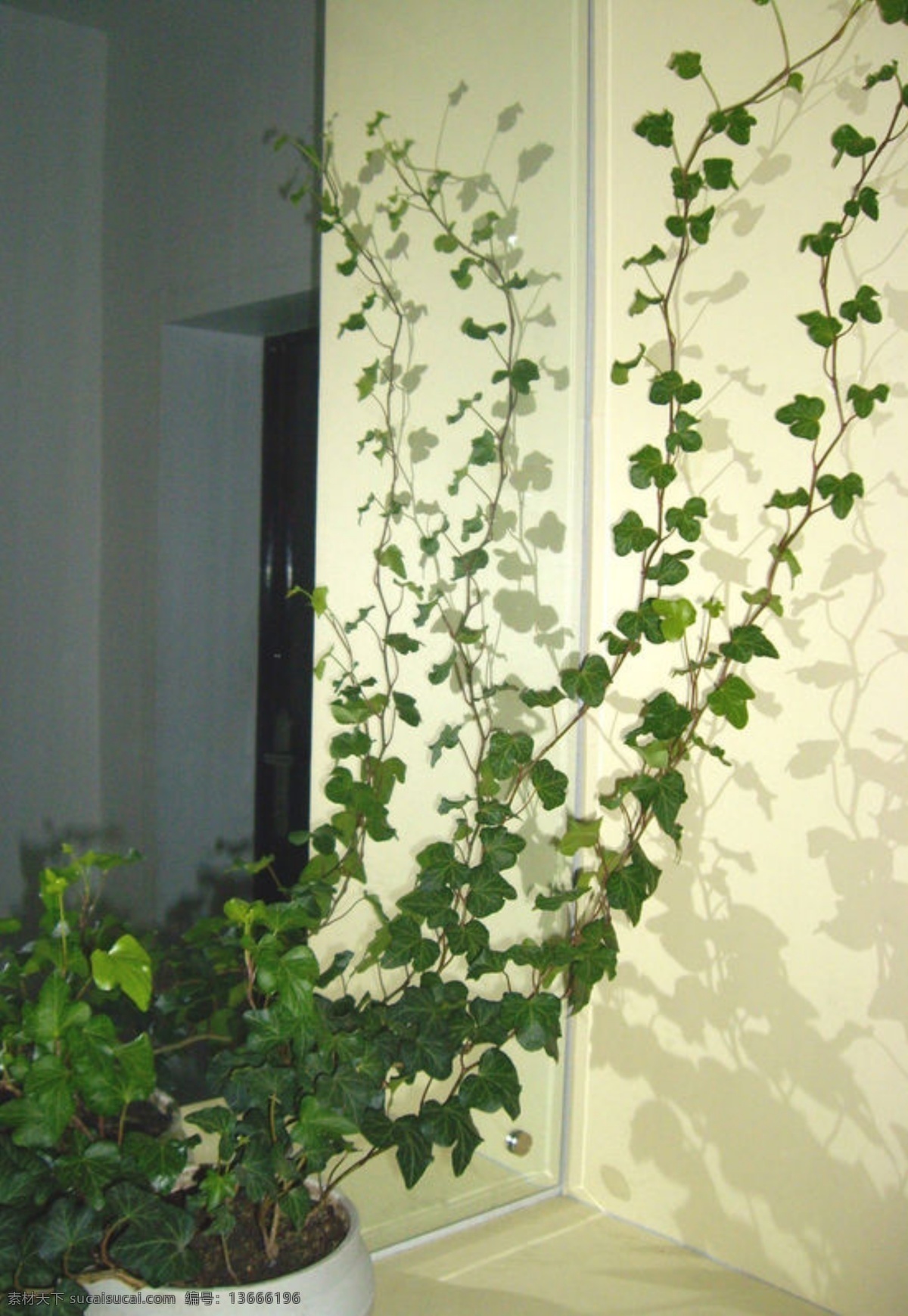 高清植物打包