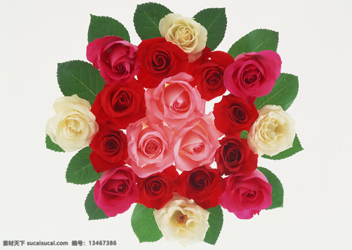 花卉 特写 白色 插花 粉红 红色 花朵 玫瑰 鲜花
