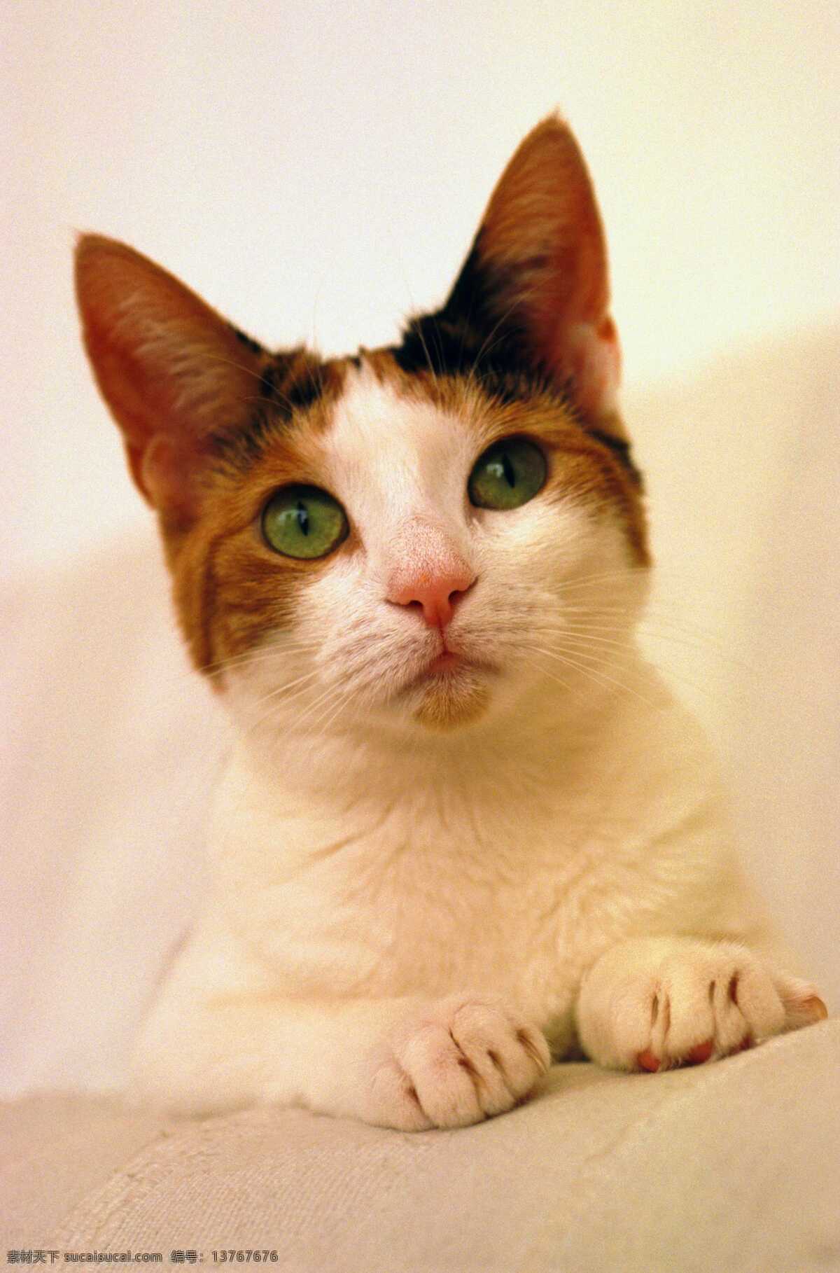 猫 猫咪 小猫咪 猫特写 动物世界 哺乳动物 图素动植物类 生物世界 家禽家畜