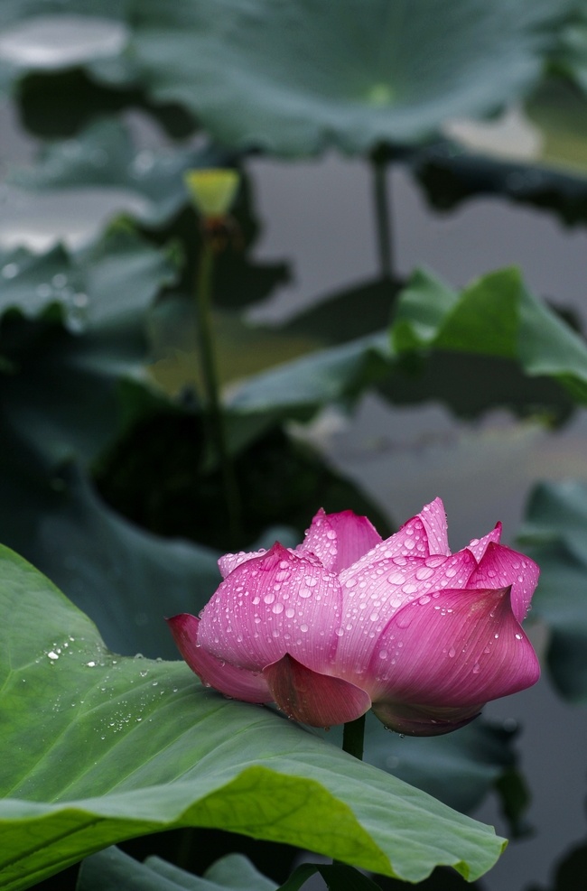 雨荷 荷花 荷叶 荷花池 粉莲花 水芙蓉 藕花 芙蕖 水芝 水华 泽芝 荷塘 生物世界 花草
