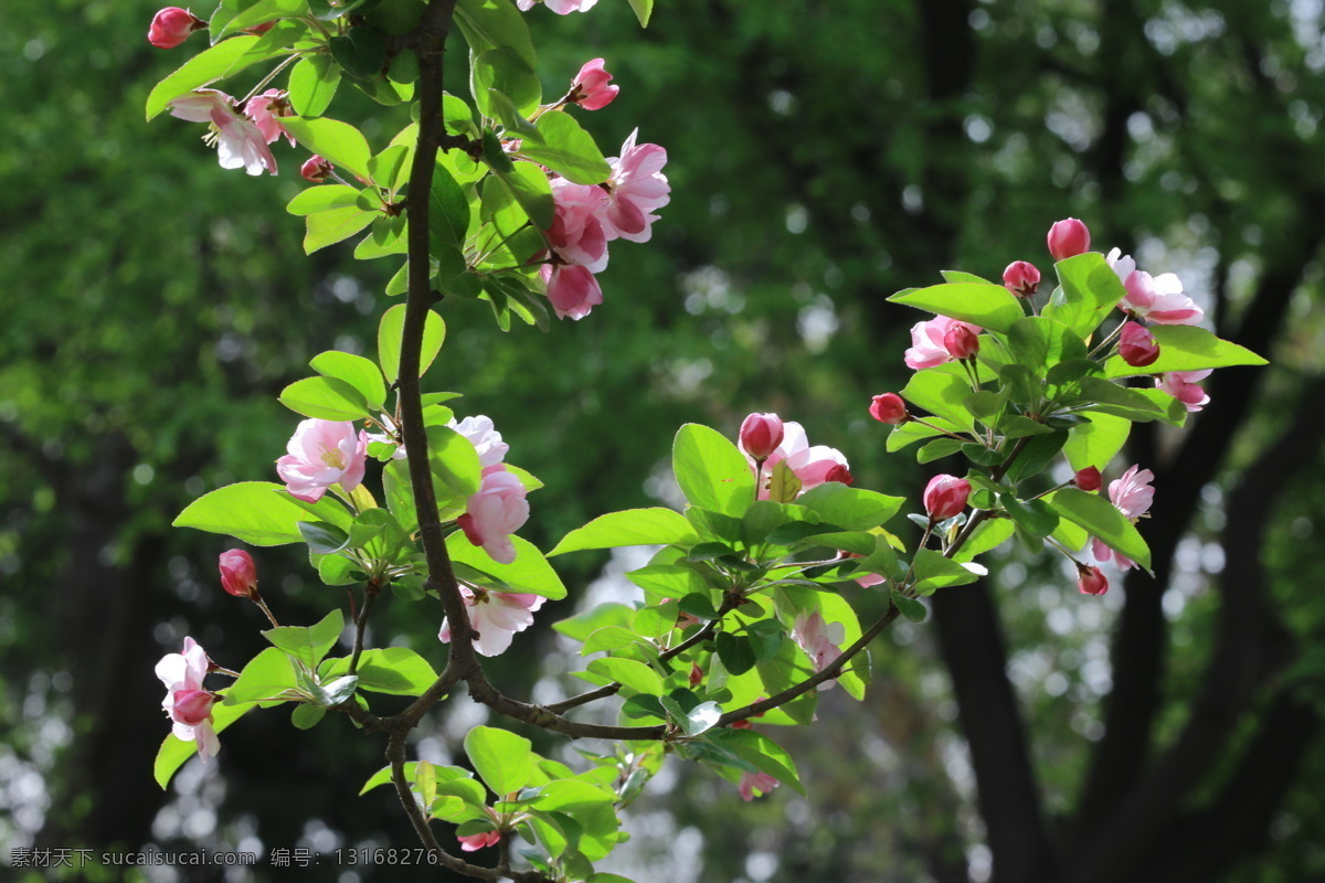 垂丝海棠花 海棠花 垂丝海棠 垂枝海棠 花朵 花瓣 花蕊 陶然亭风景 陶然亭美景 花骨朵 花苞 海棠 春天 花卉 树枝 园林景观 绿化景观 山楂 红叶 李 生物世界 花草