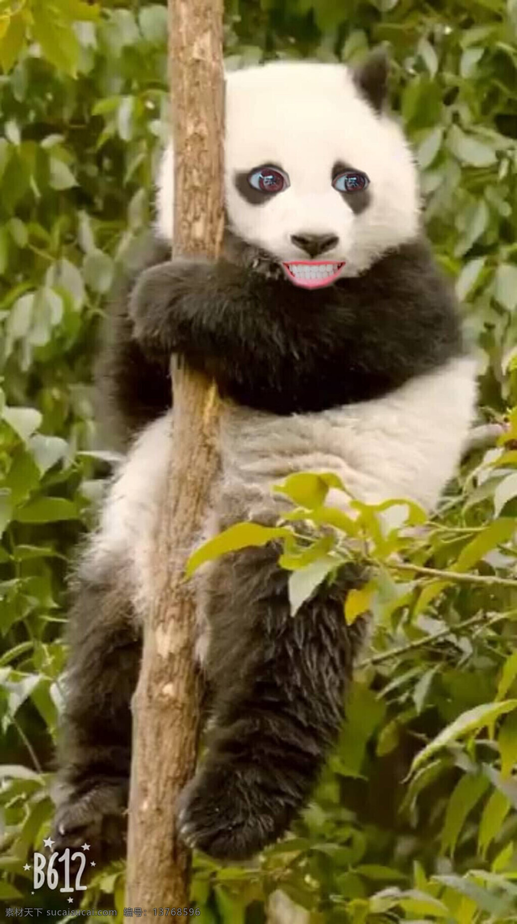 搞笑 趣味 壁纸 美化 熊猫 可爱 逗趣 熬夜 象征