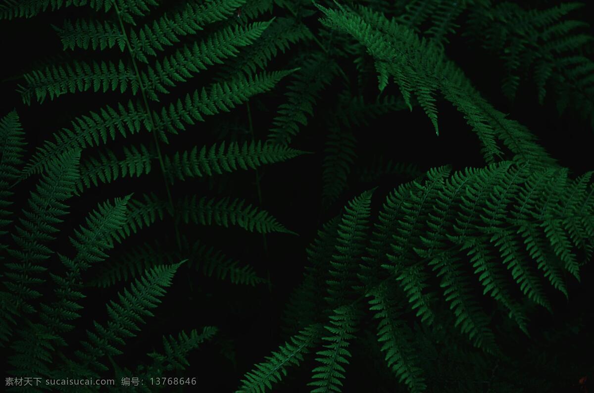 绿色桫椤叶子 绿色 植物 叶子 叶片 桫椤 生物世界 花草