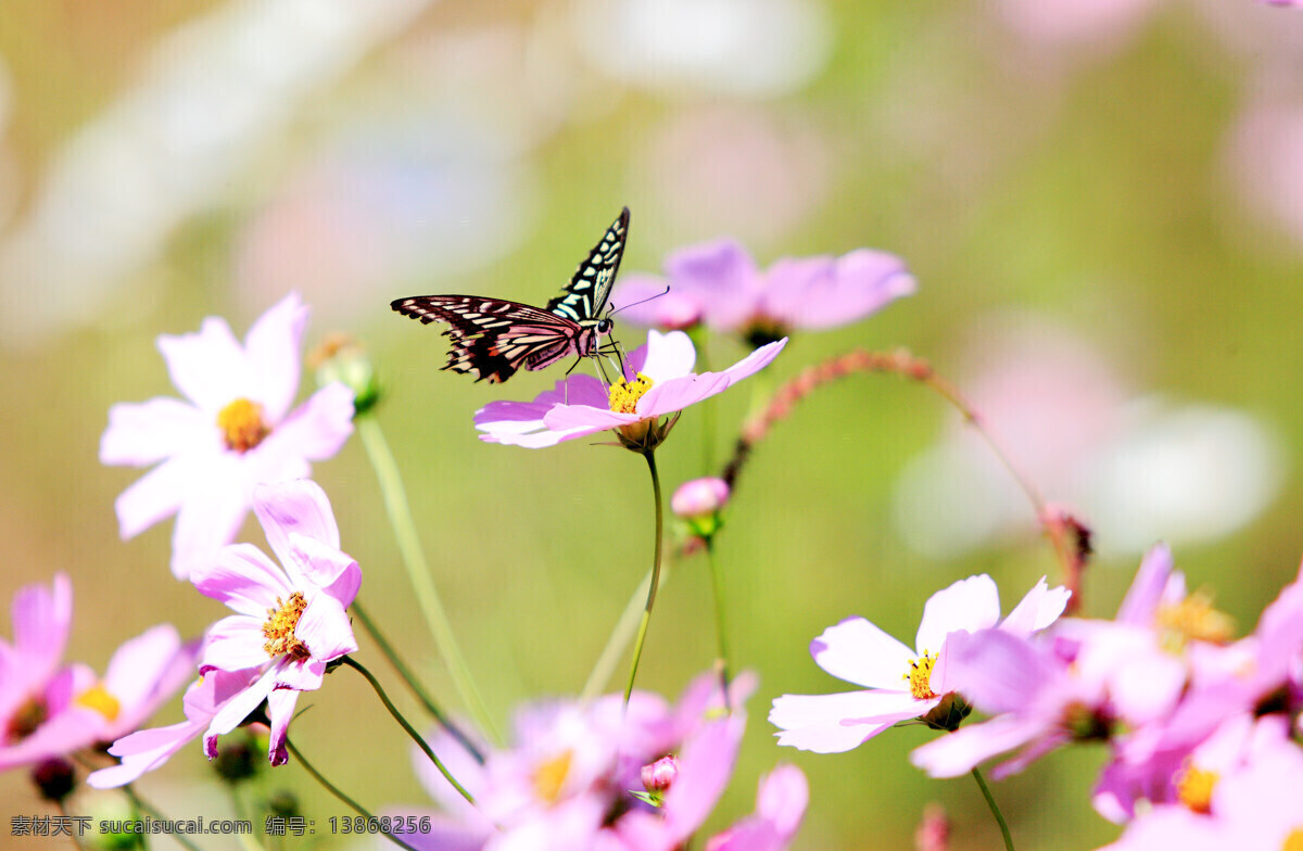 蝶恋花 粉红色 蝴蝶 花朵 花香 昆虫 生物世界 原创 格桑花