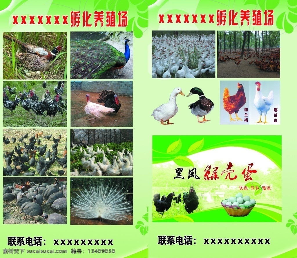孵化场 宣传单 页 养殖场 孔雀 乌鸡 鸭子 火鸡 七彩山鸡 dm宣传单 广告设计模板 源文件