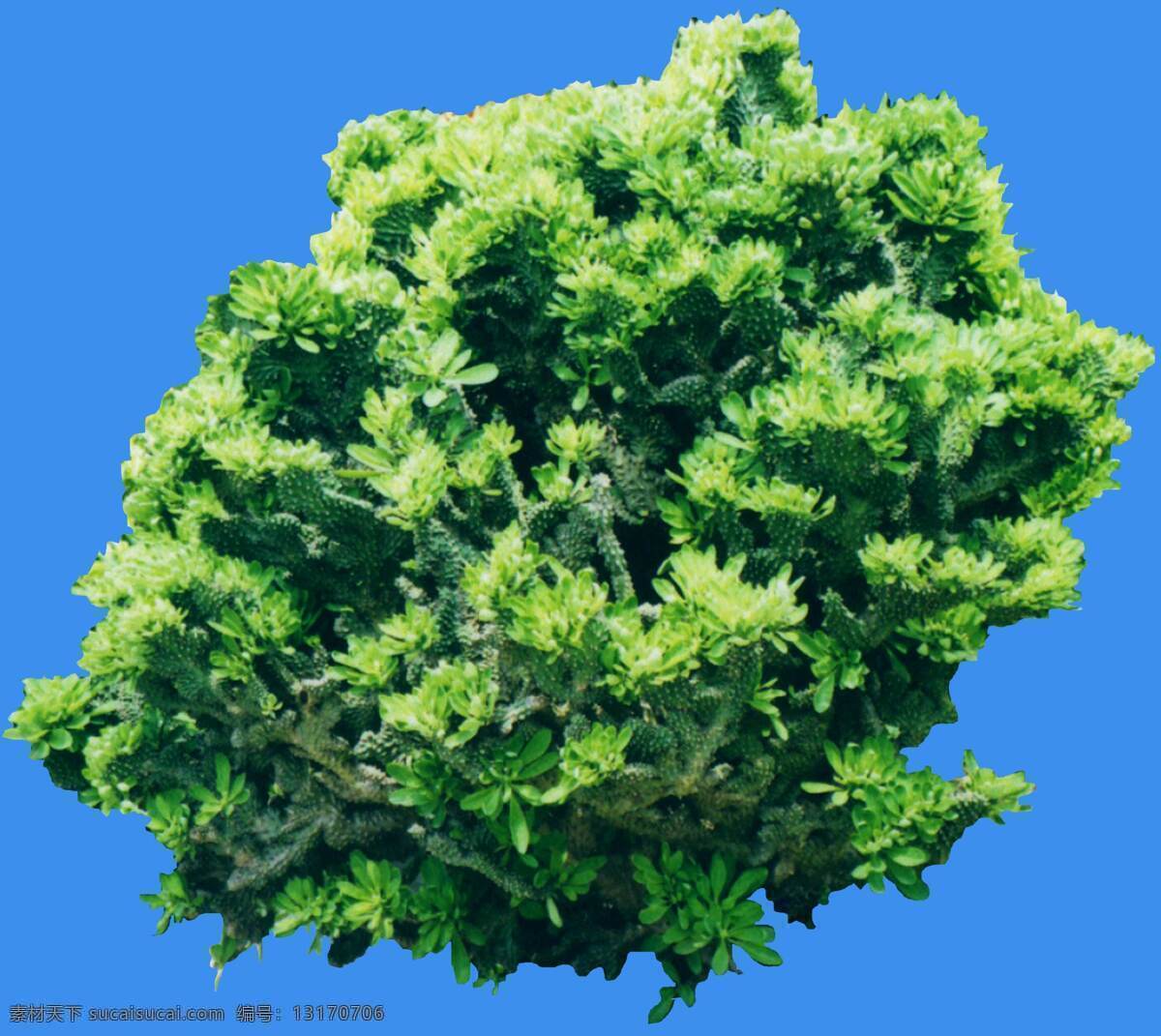 玉麒麟 沙漠 类 植物 园林植物 沙漠类 配景素材 园林 建筑装饰 设计素材 3d模型素材 室内场景模型