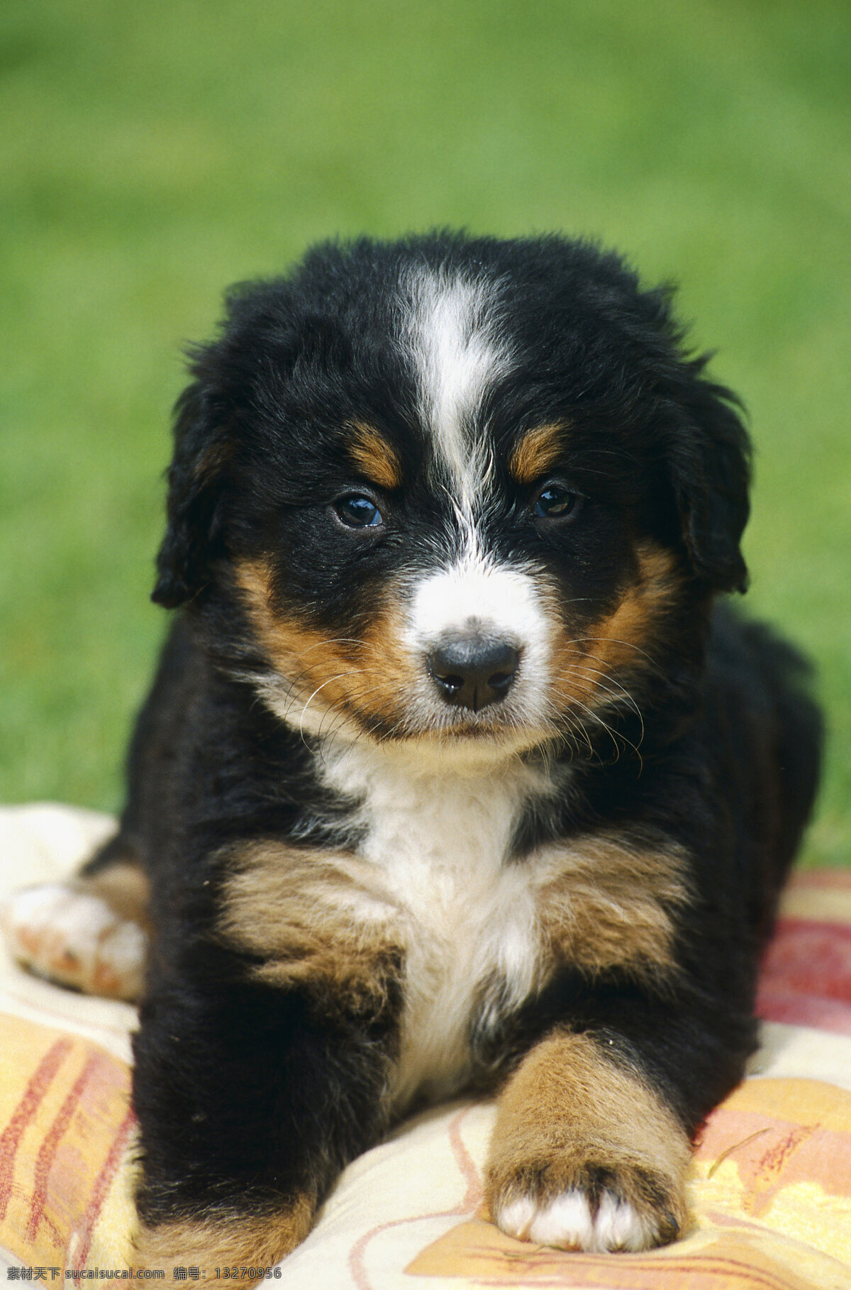 可爱 小 宠物狗 小狗 犬 小狗图片 名贵犬种 宠物狗图片 小狗图片大全 宠物 小动物 陆地动物 生物世界 黑色