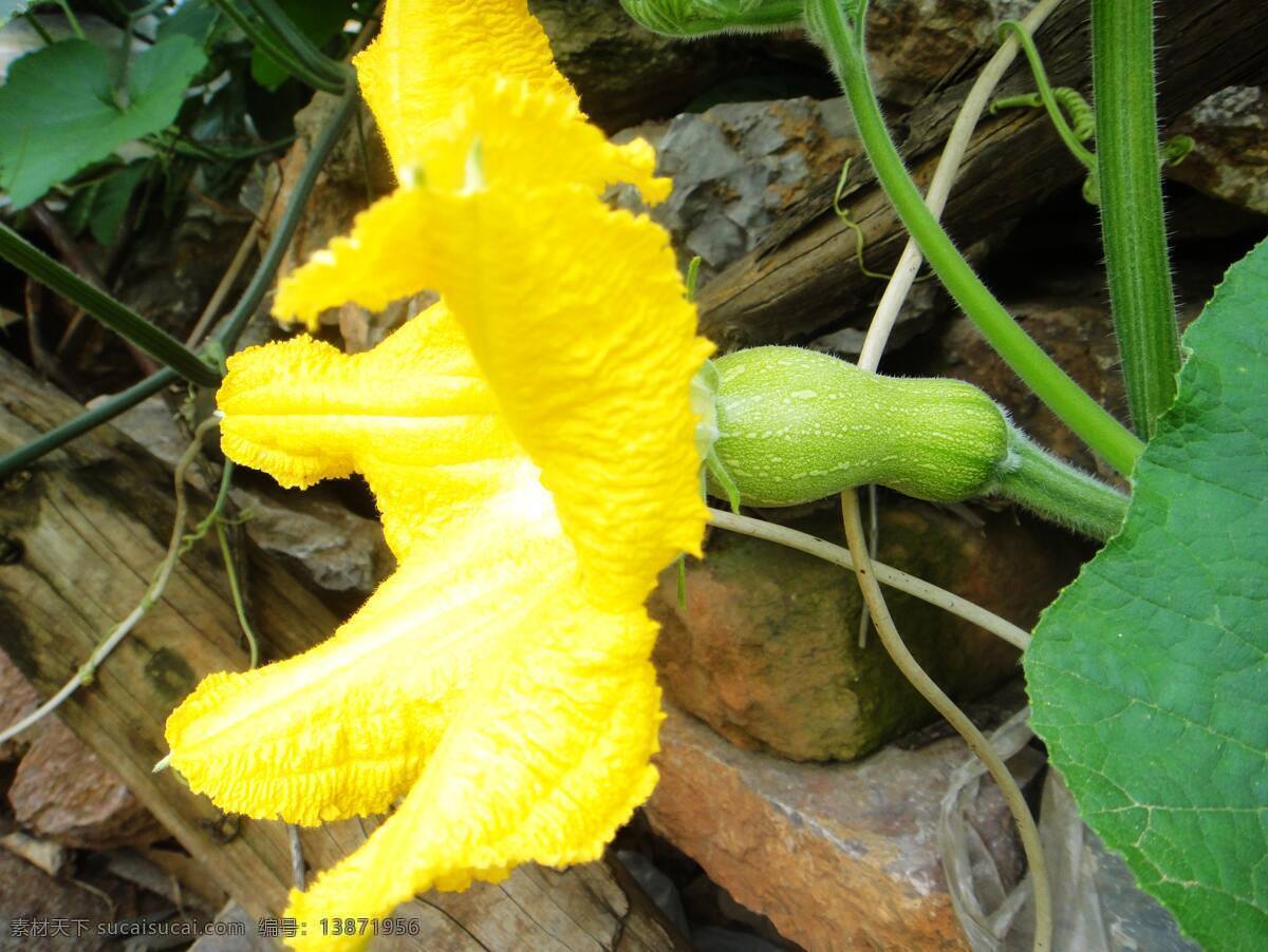 南瓜花 南瓜 长南瓜 蔬菜 生物世界