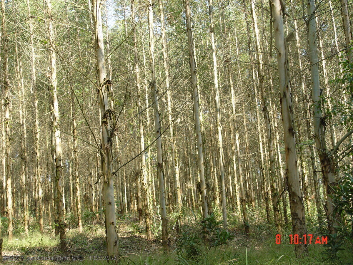 旅游摄影 木材 摄影图库 自然风景 年 长 米 高 桉树 速丰桉 派阳山 林场 矢量图 日常生活