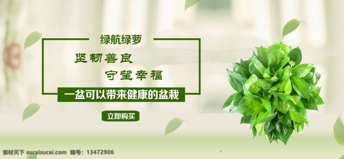 banner 花卉 绿航绿萝 绿萝 花语 守望幸福