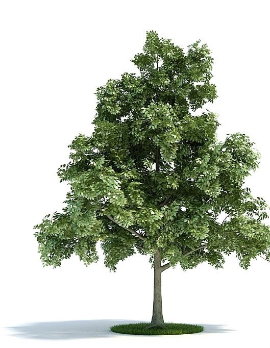植物 树木 景观树木 园林 室外 室内 模型 盆栽 景观 室内模型 3d设计模型 源文件 max
