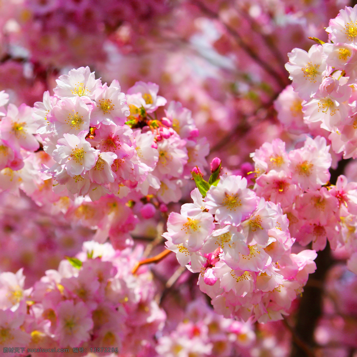 樱花 唯美花朵 日本樱花 春天 花草美景 浪漫樱花 绿色 生物世界 花草