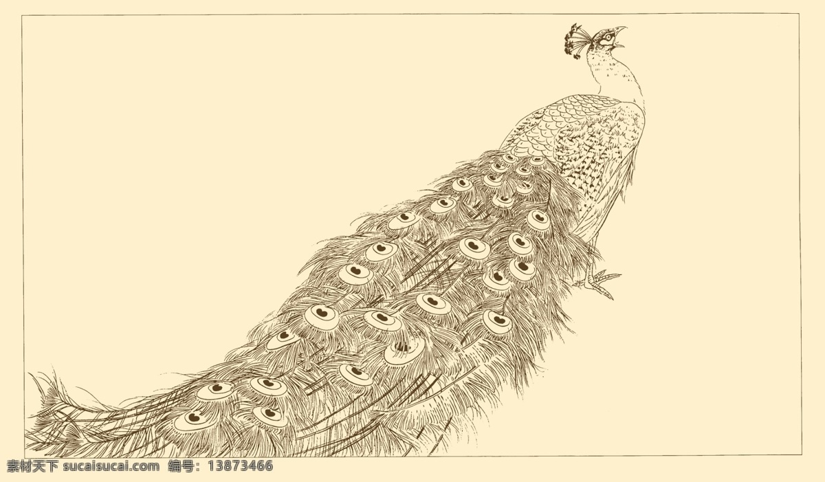 白描孔雀 白描 线描 国画 中国画 孔雀 禽鸟 动物 分层 源文件