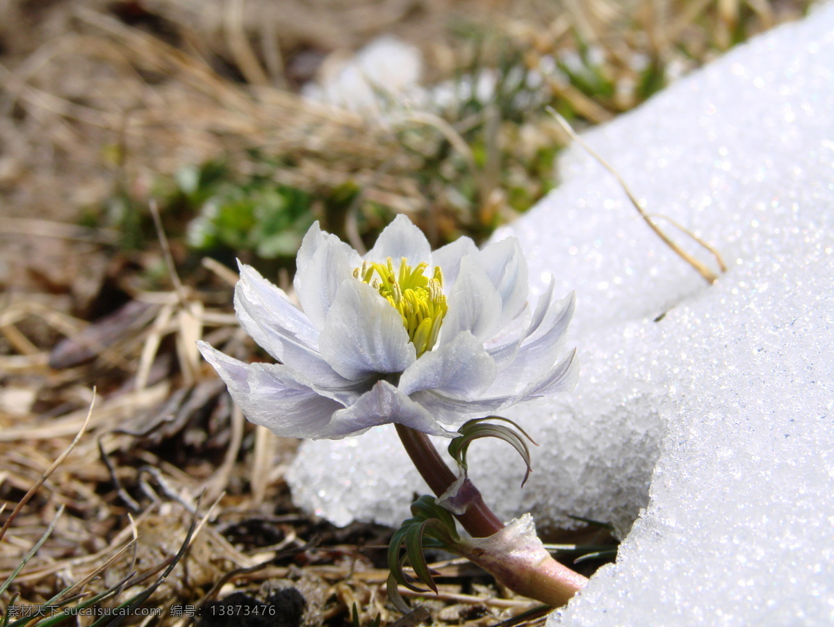 雪莲花 花朵 花卉 鲜花 植物 生命 自然 雪山 盛开 生态 花草 生物世界