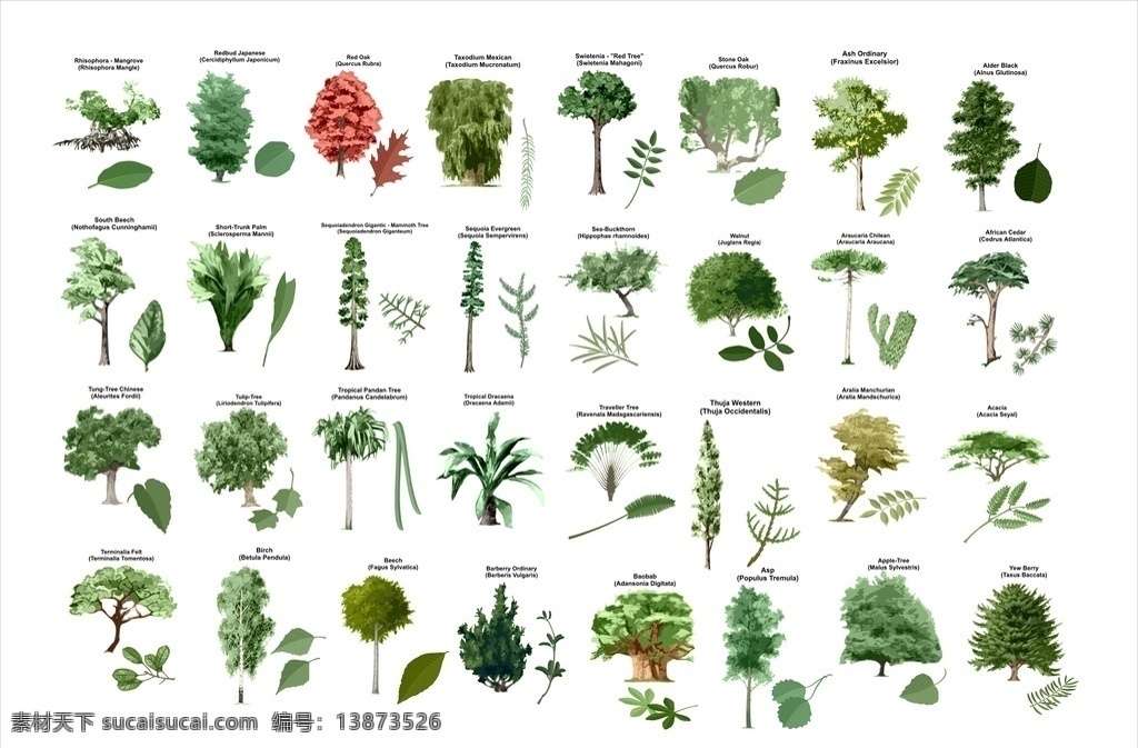 植物 植物合集 手绘植物 线描植物 手绘 线描 矢量植物 景观手绘 环艺 环艺素材 景观植物 手绘树 手绘大全 环境设计 景观设计 手绘花卉 绘画 文化艺术 绘画书法 园林设计