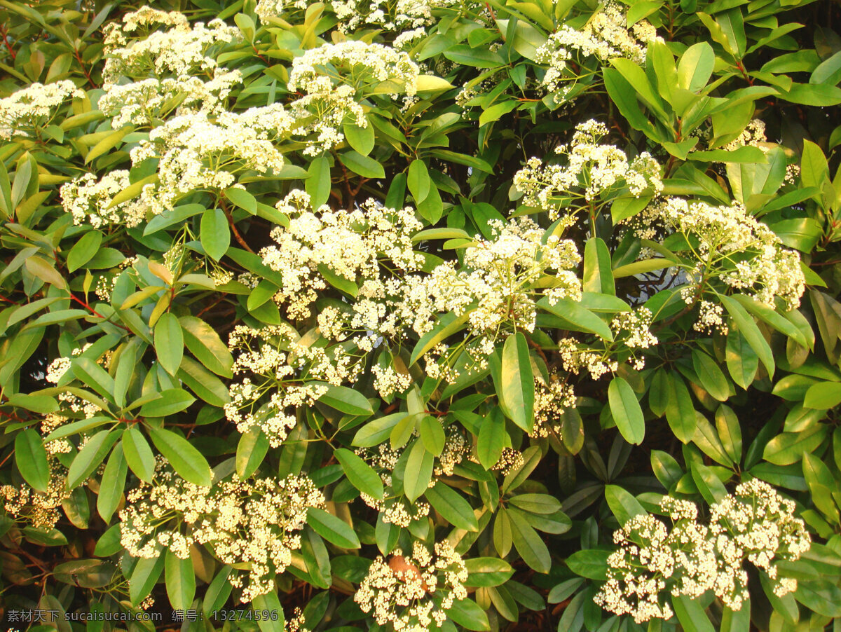 米 桂花 白色花 花草 花蕾 花心 黄色 绿叶 生物世界 米桂花 矢量图 日常生活