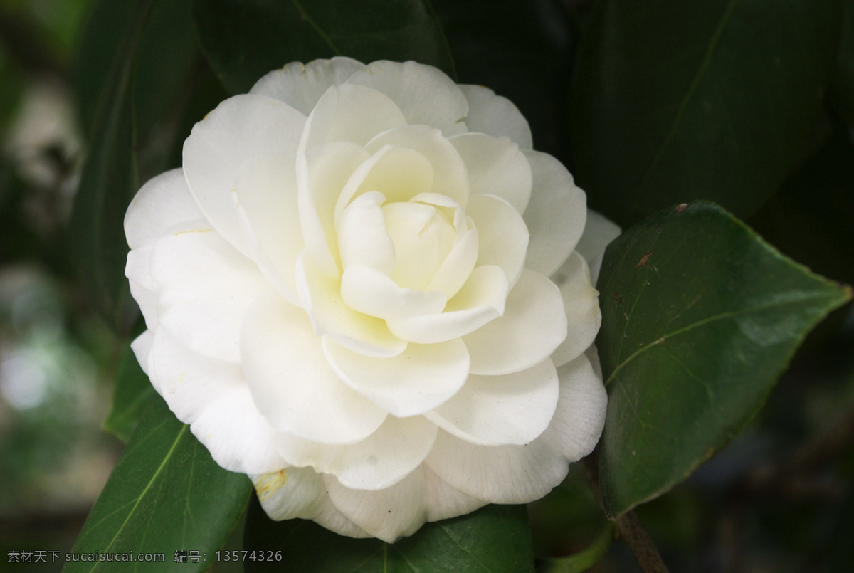 白山茶花 白色 白色鲜花 茶花 花朵 鲜花 绿叶 树叶 树枝 花簇 花丛 花瓣 白色花瓣 花蕊 风景 花卉 植物 花草 花 绿色 唯美 小清新 梦幻鲜花摄影 花卉摄影 生物世界