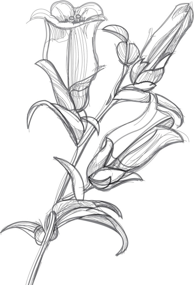 矢量 素描 花朵 线 描图 线稿 黑白图 美术绘画 文化艺术