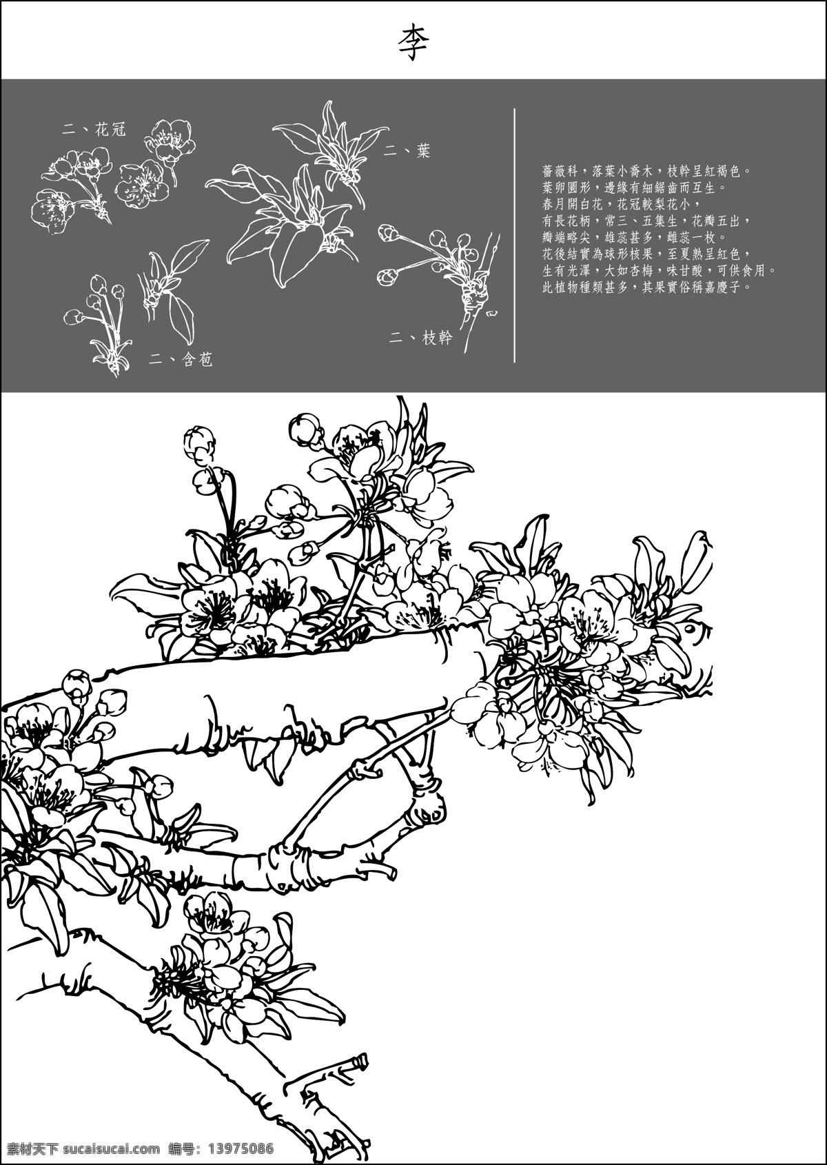 矢量 白描 李花 底纹 花纹 矢量图 花纹花边